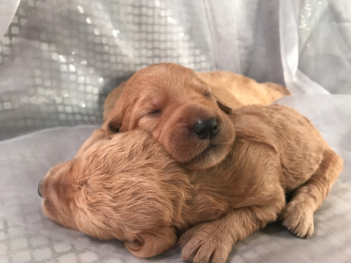 Yellow to red colored Standard Labradoodle puppies for sale in Iowa
